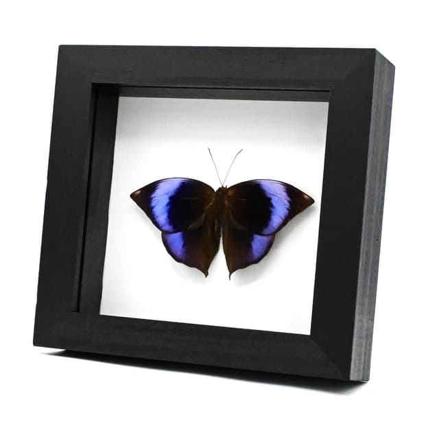 Rare purple Scarce Saturn butterfly framed taxidermy - Zeuxidia luxerii - Victorian mount