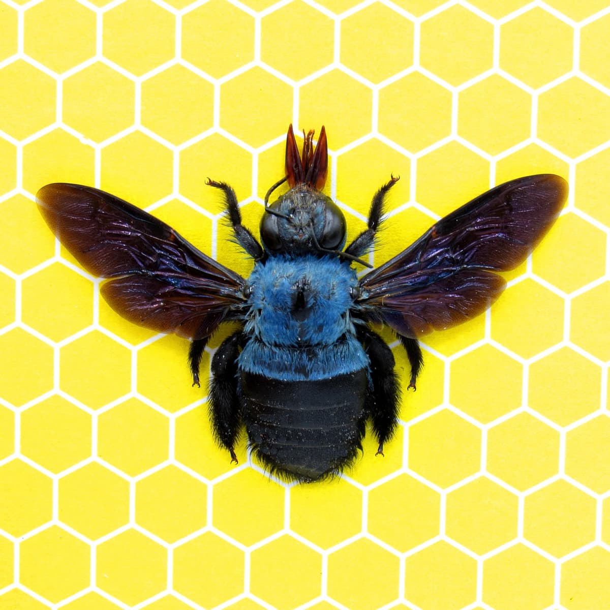 Real blue carpenter bee framed taxidermy - Xylocopa cerulea