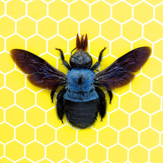 Real blue carpenter bee framed taxidermy - Xylocopa cerulea