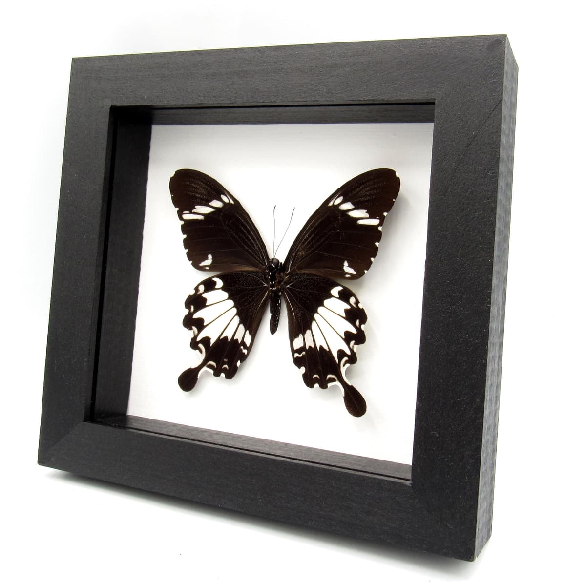 Real Swallowtail butterfly framed taxidermy - Papilio nephelus