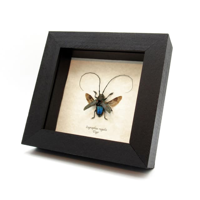 Real Longhorn beetle framed taxidermy - Zographus regalis