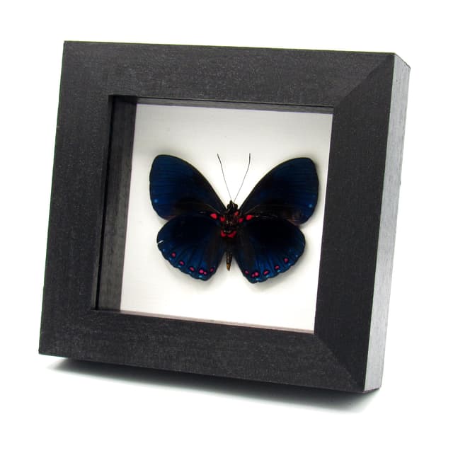 Real blue iridescent butterfly framed taxidermy - Hamadryas velutina