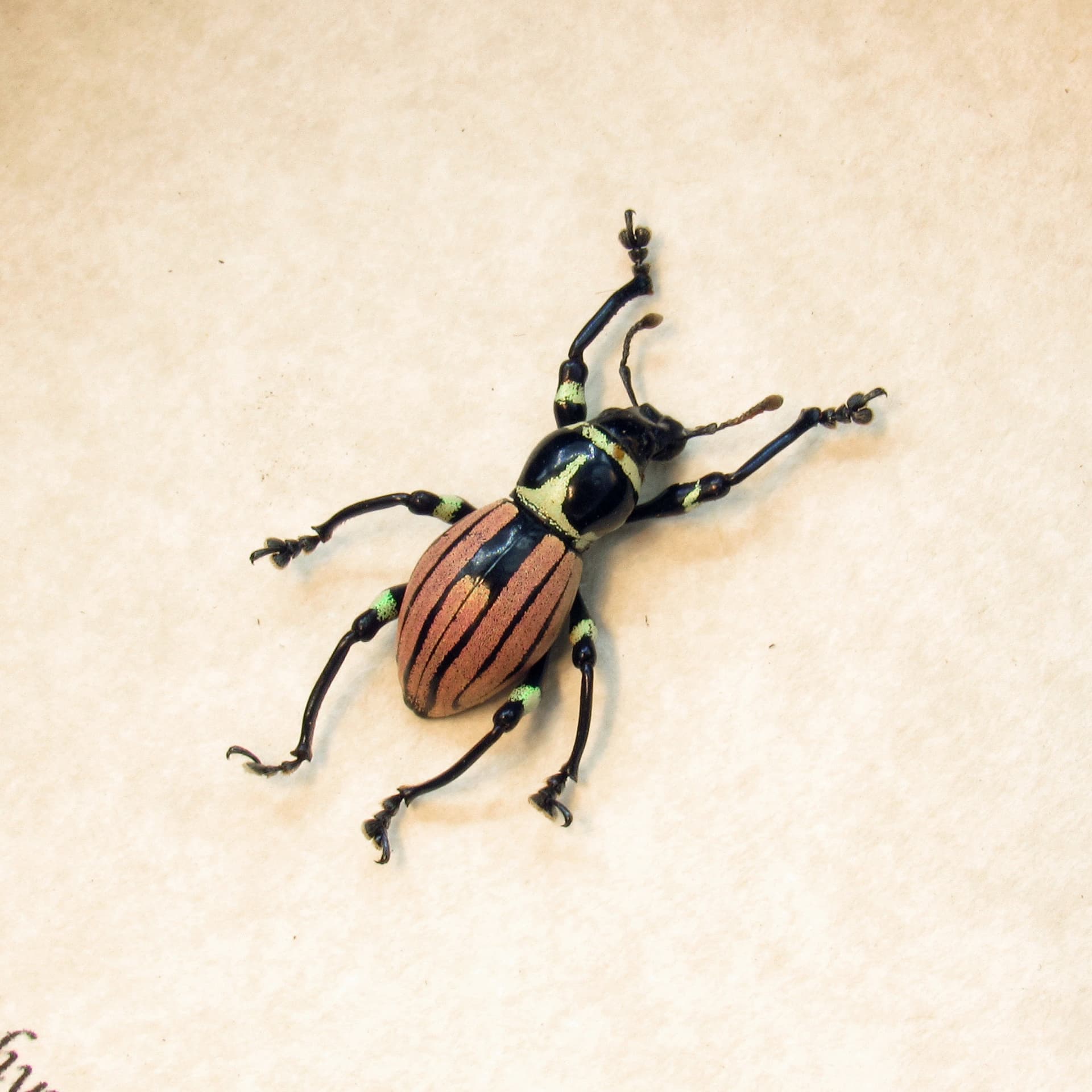 WEEVIL MANIA!  Rare pink beetle framed taxidermy - Pachyrhynchus loheri