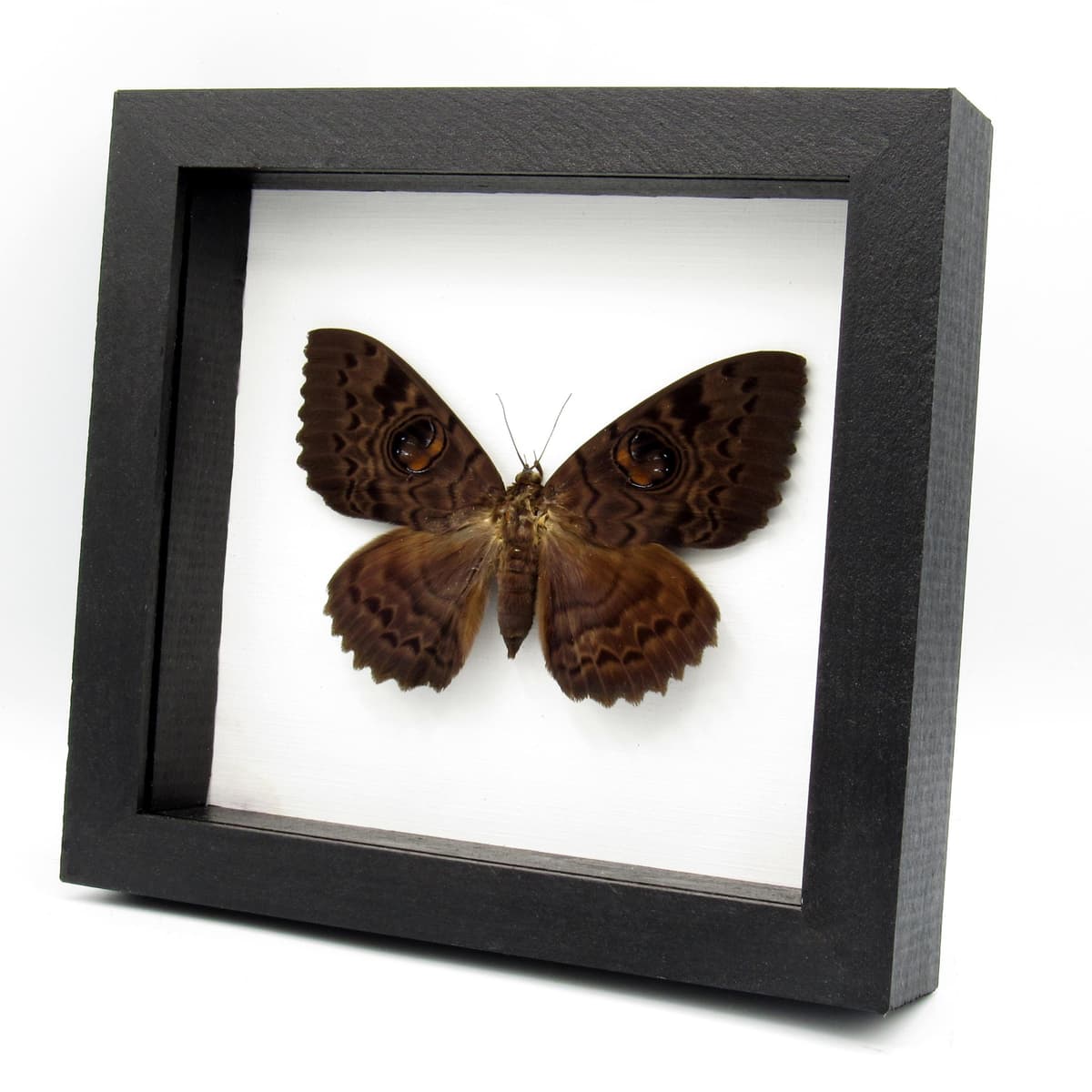 Large Afrcian owl moth framed specimen - Erebus walkeri