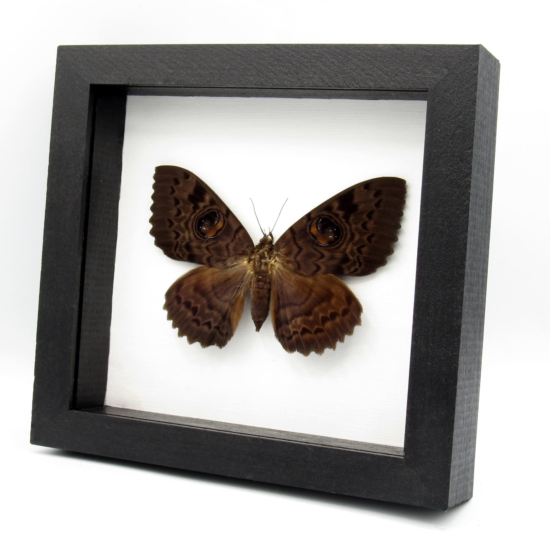 Large Afrcian owl moth framed specimen - Erebus walkeri