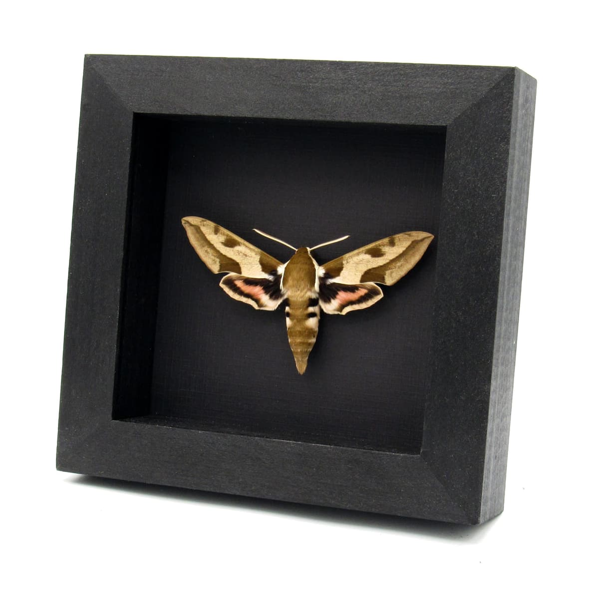 Real Mediterranean Hawk Moth framed taxidermy - Hyles nicaea - large female