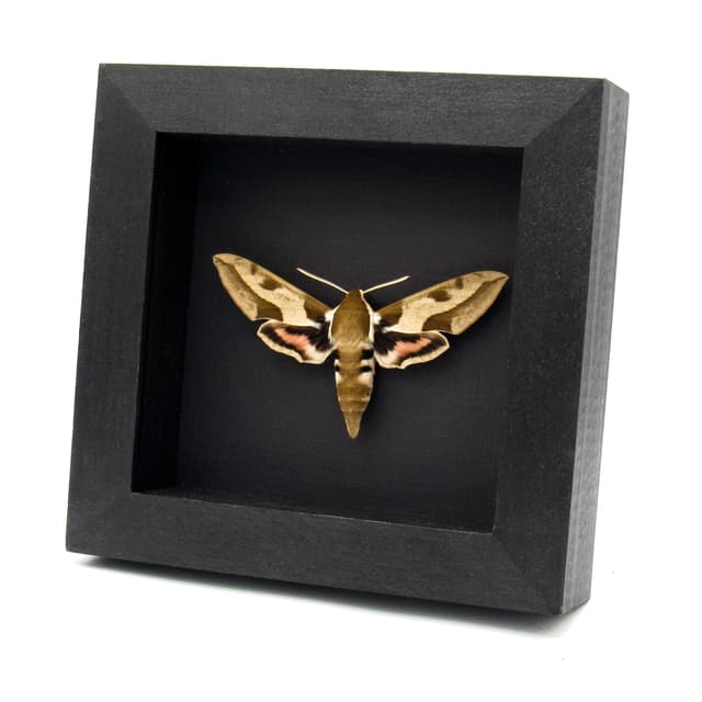 Real Mediterranean Hawk Moth framed taxidermy - Hyles nicaea - large female