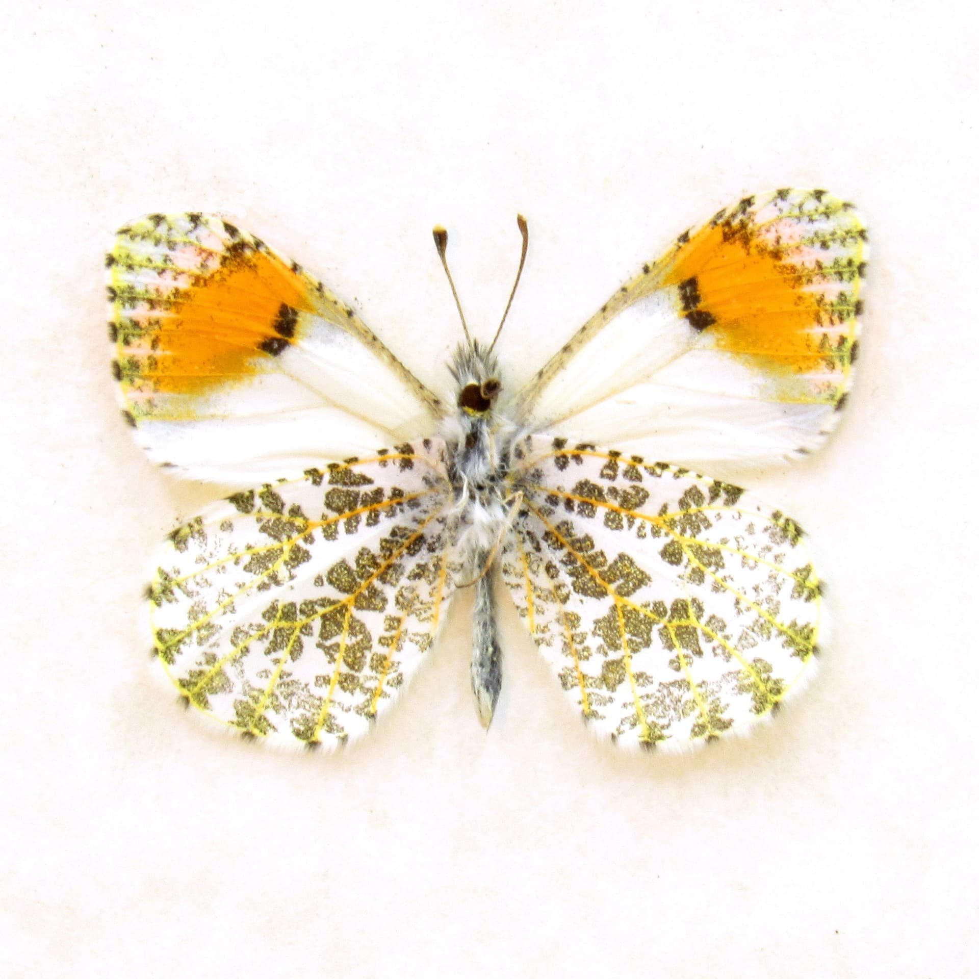 Real tiny Orange-tip butterfly framed taxidermy - Anthocharis sara