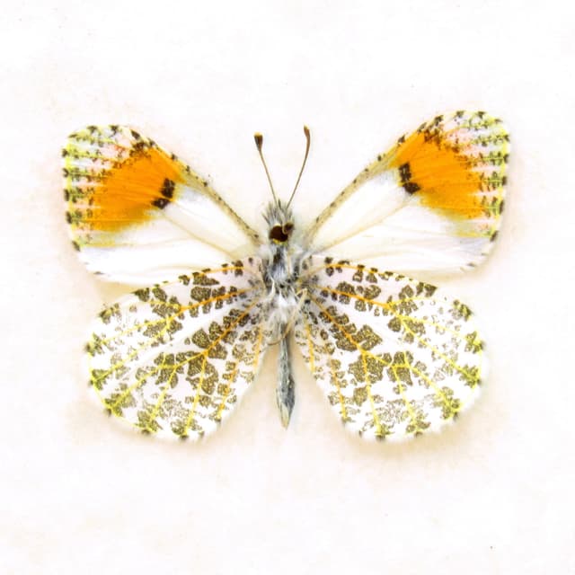 Real tiny Orange-tip butterfly framed taxidermy - Anthocharis sara