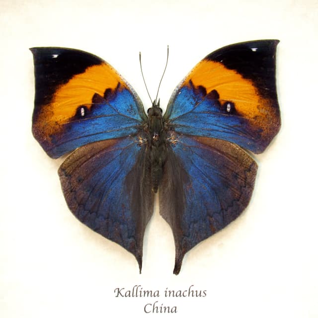 Real large blue Oakleaf butterfly framed taxidermy - Kallima inachus