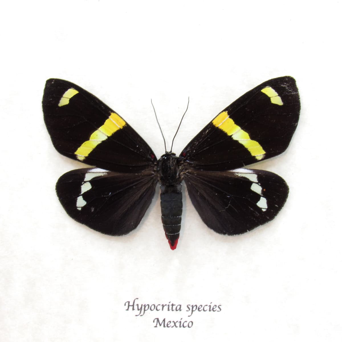 Real black Day moth framed taxidermy - Hypocrita species