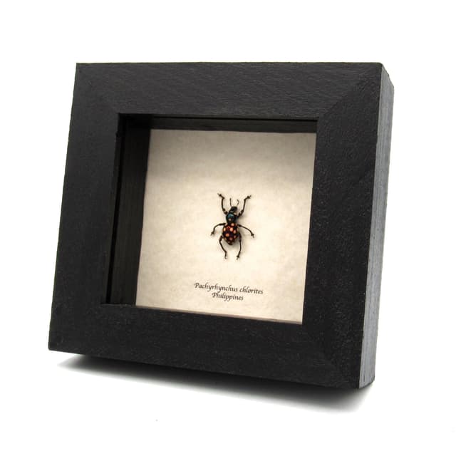 Rare iridescent weevil beetle framed specimen - Pachyrhynchus chlorites - large female