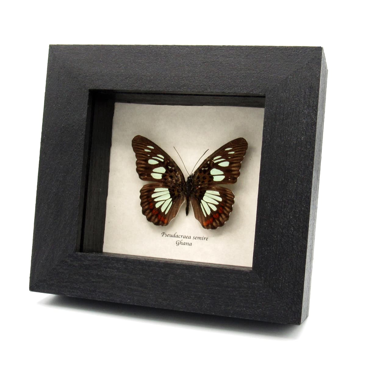 Real pale green butterfly framed taxidermy - Pseudacraea semire