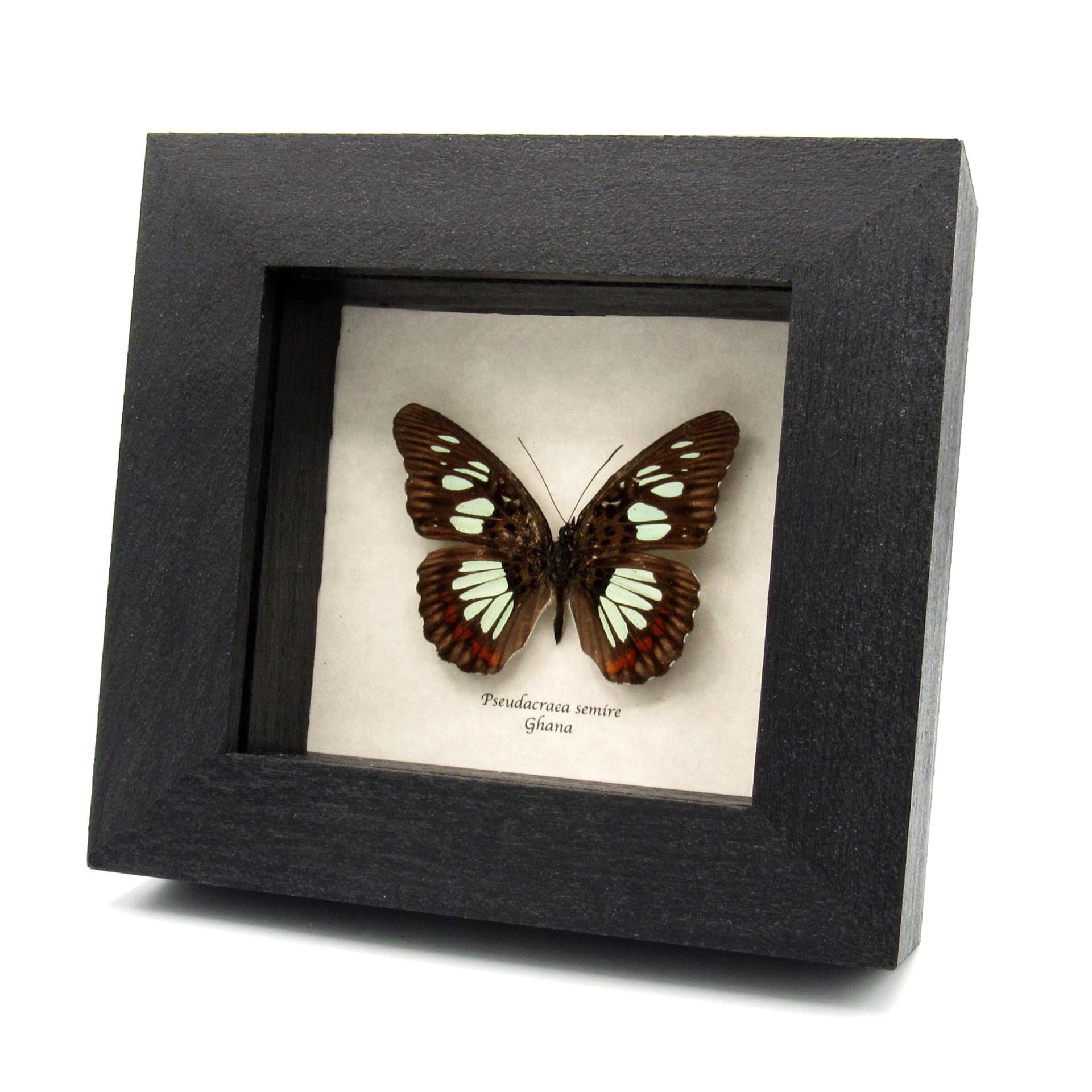 Real pale green butterfly framed taxidermy - Pseudacraea semire