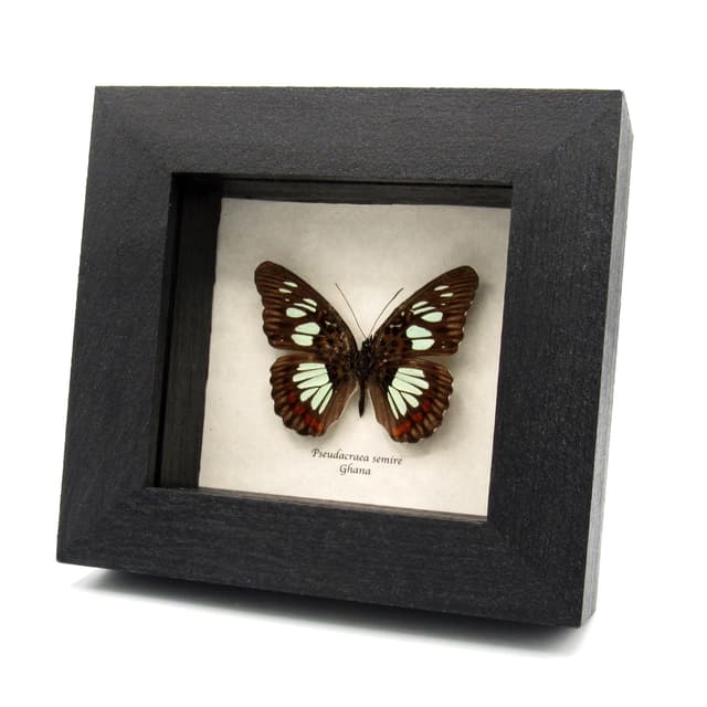 Real pale green butterfly framed taxidermy - Pseudacraea semire
