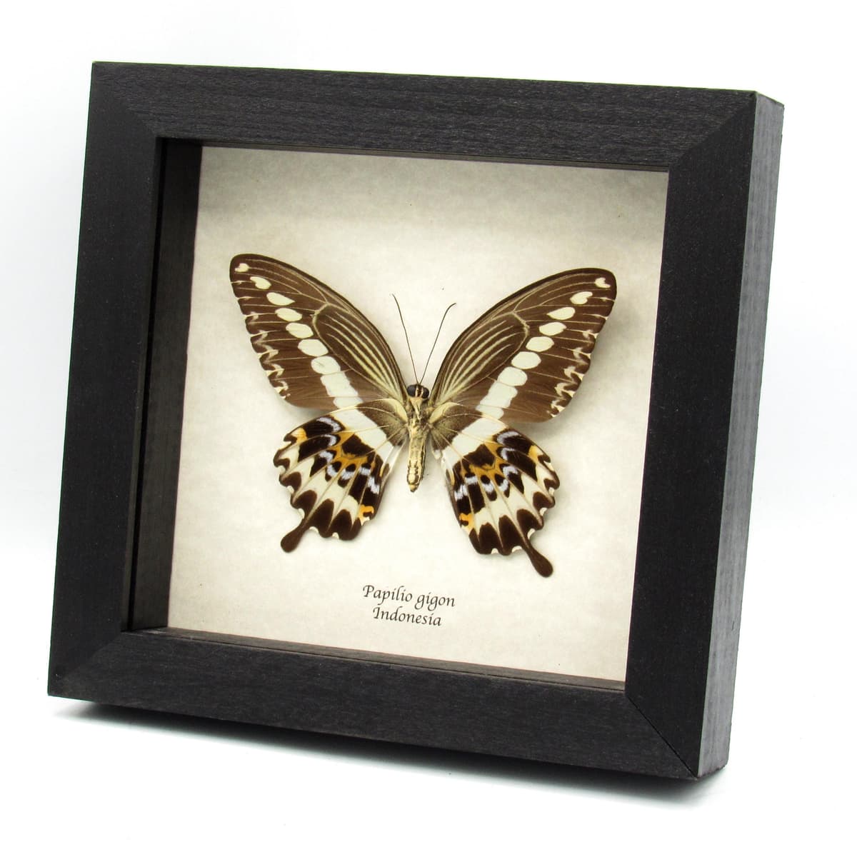Real framed taxidermy butterfly - Papilio gigon - XL female