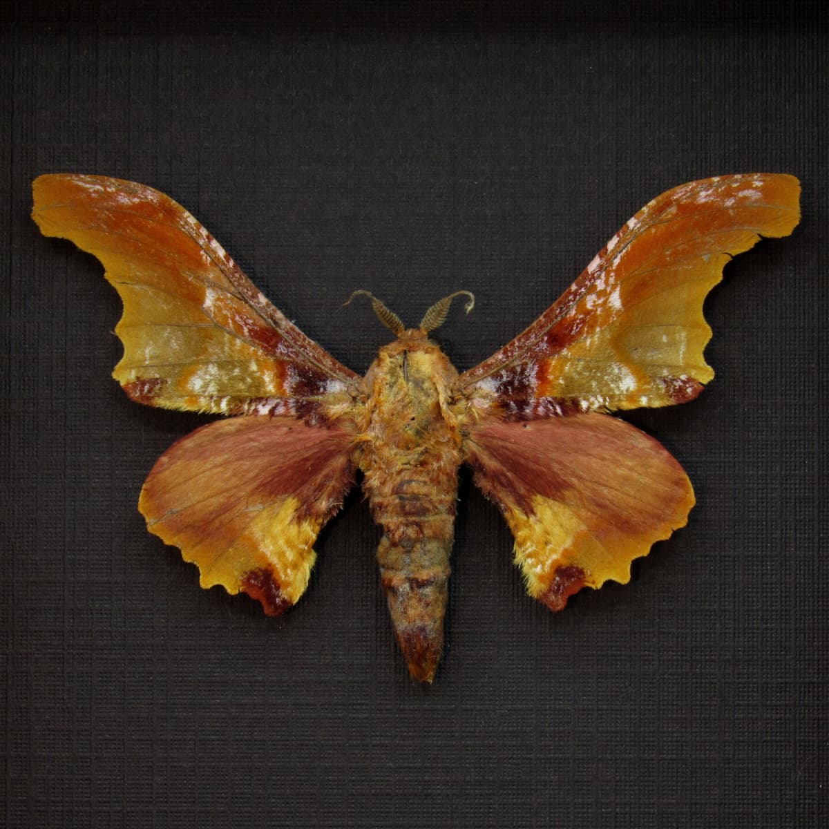 Real Saturn moth framed taxidermy - Micragone martinae