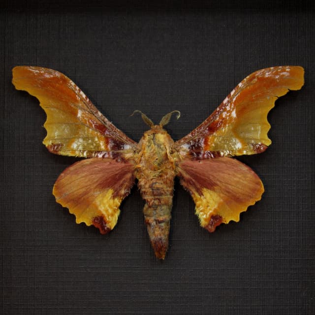 Real Saturn moth framed taxidermy - Micragone martinae