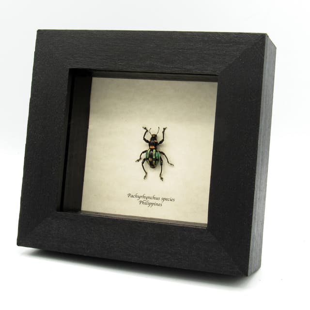 Rare metallic weevil beetle framed specimen - Pachyrhynchus species