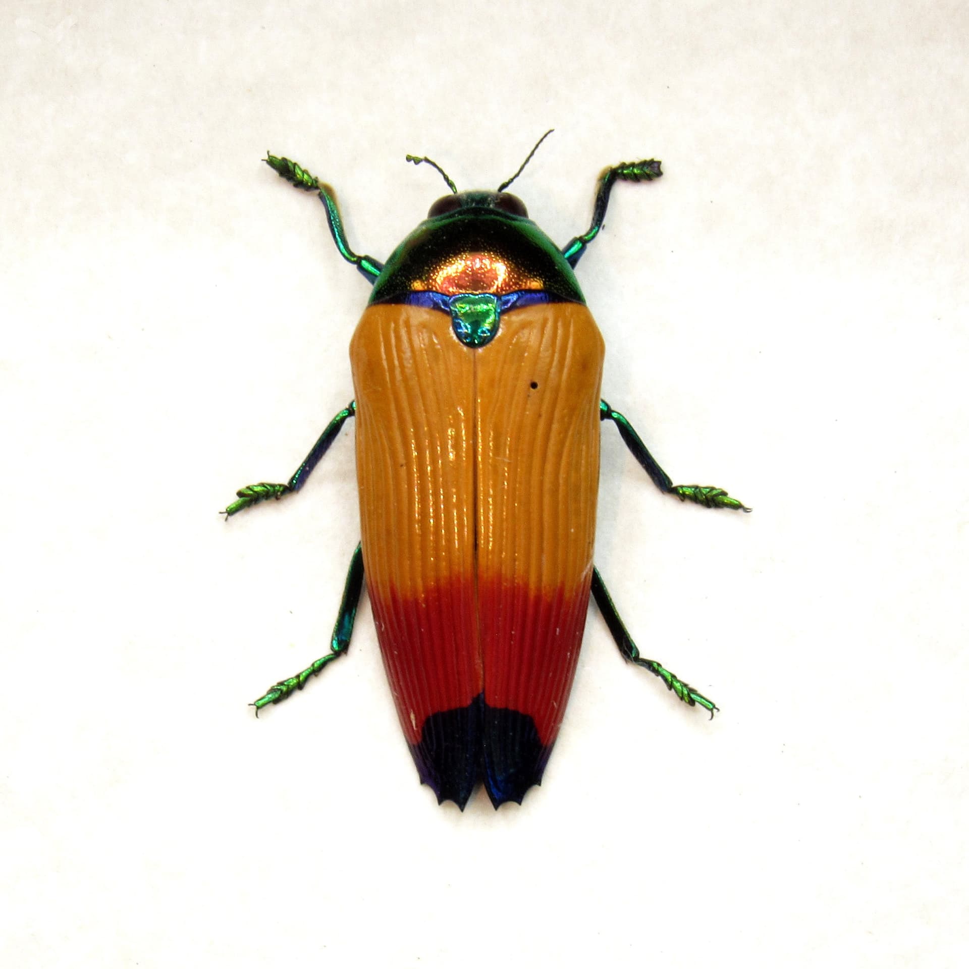 Real Rainbow beetle framed taxidermy - Metaxymorpha apicalis