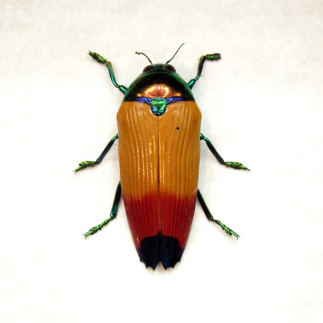 Real Rainbow beetle framed taxidermy - Metaxymorpha apicalis