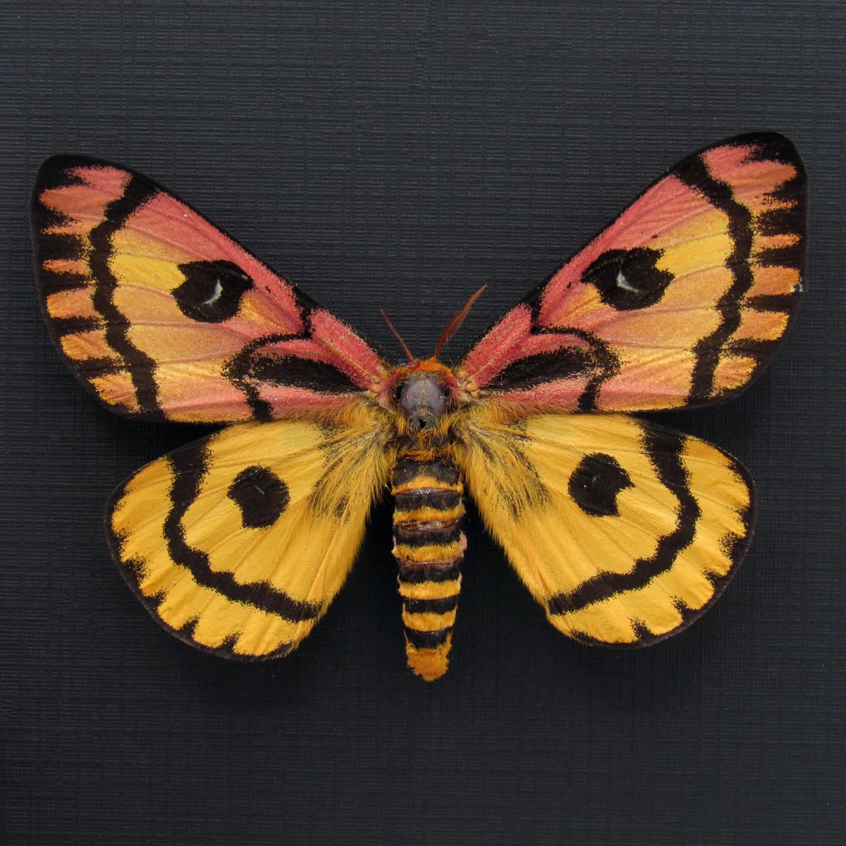 Real rare pink Western Sheep moth framed taxidermy - Hemileuca eglantarina - XL female