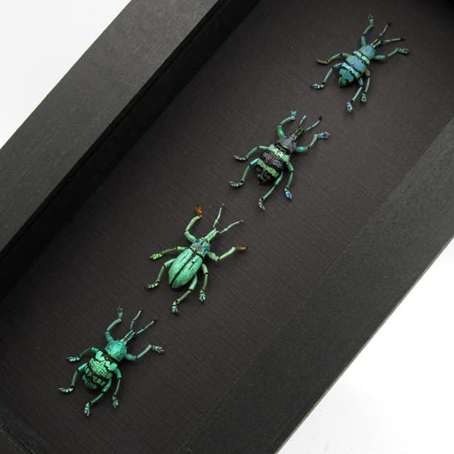 WEEVIL MANIA - real framed metallic glitter weevil beetle collection