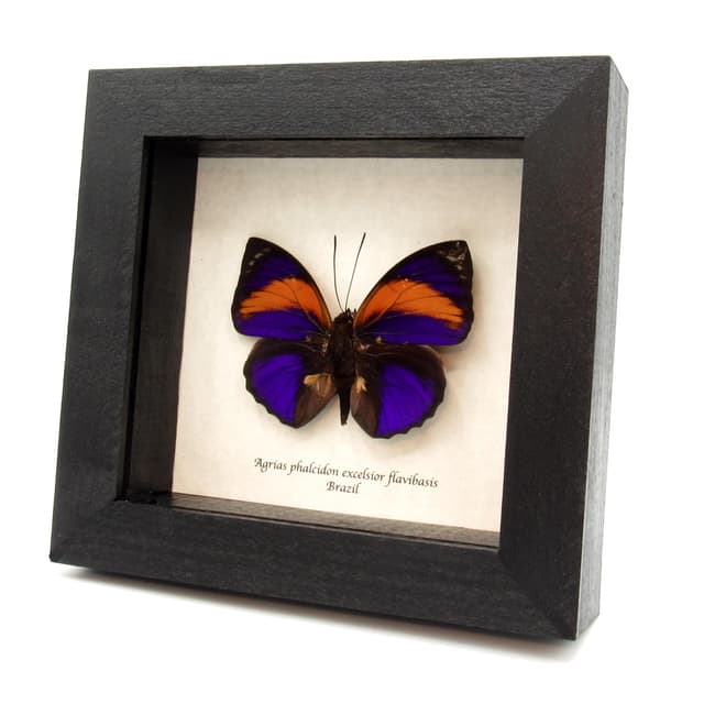 Very rare Brush-footed butterfly framed taxidermy - Agrias phalcidon excelsior flavibasis