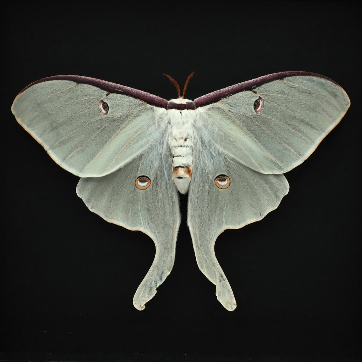 XL real Luna Moon moth framed taxidermy - Actias luna - female - Victorian mount