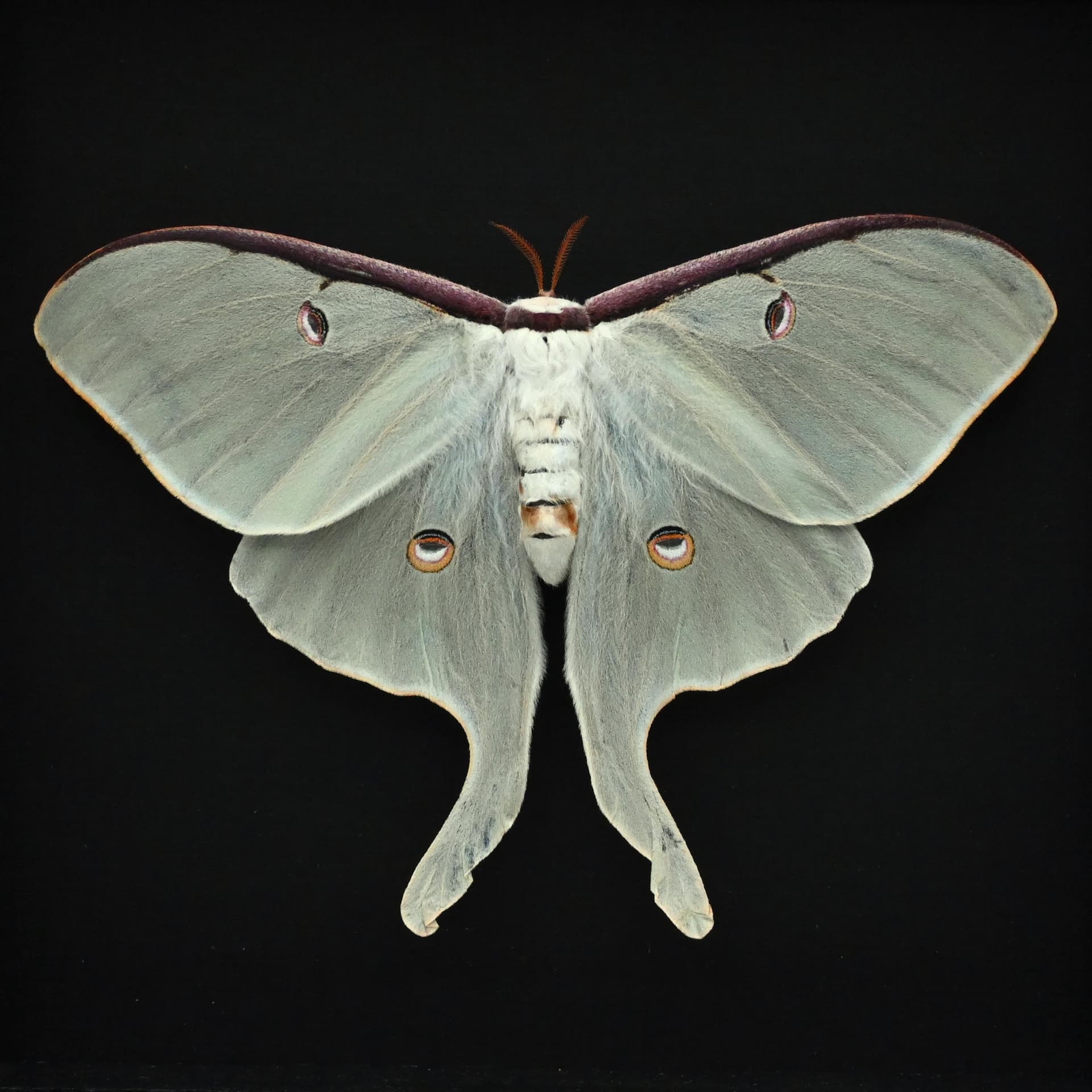 XL real Luna Moon moth framed taxidermy - Actias luna - female - Victorian mount