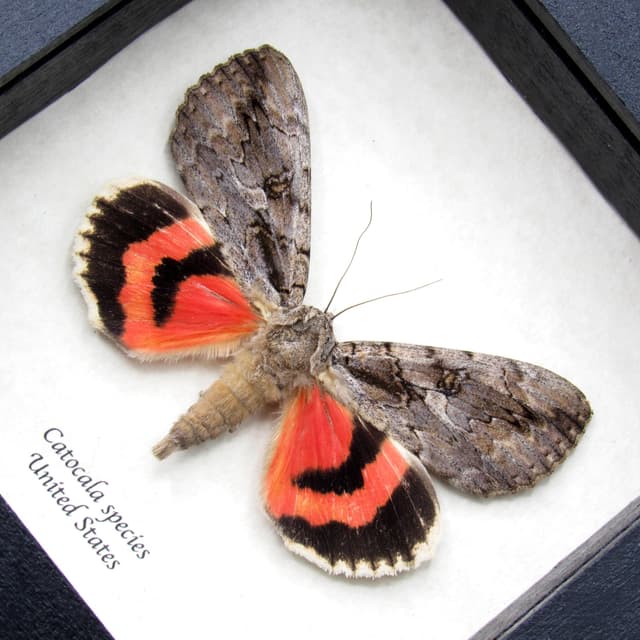Real red Underwing moth framed taxidermy - Catocala species