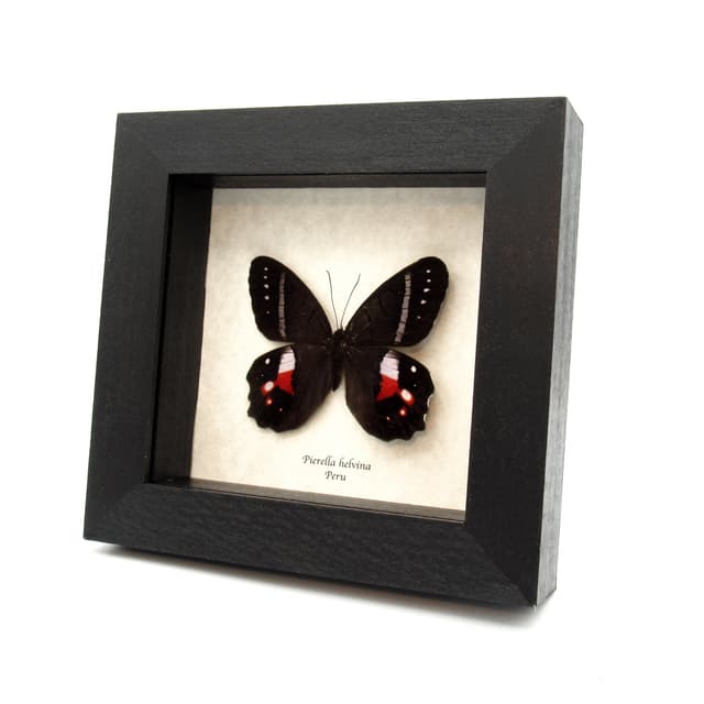 Rare Red Washed Satyr butterfly framed taxidermy - Pierella helvina - female
