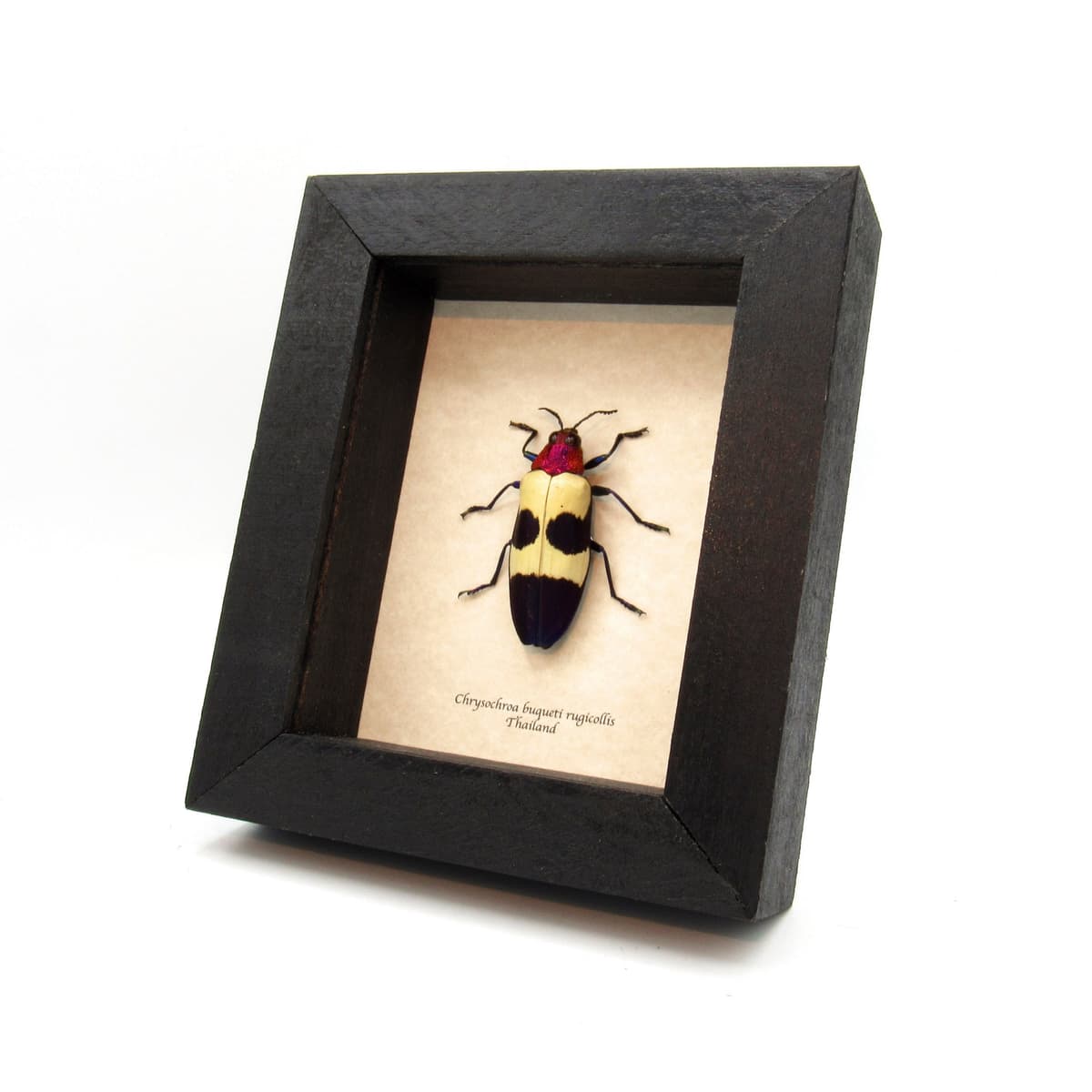 Real metallic purple beetle framed taxidermy - Chrysochroa buqueti rugicollis