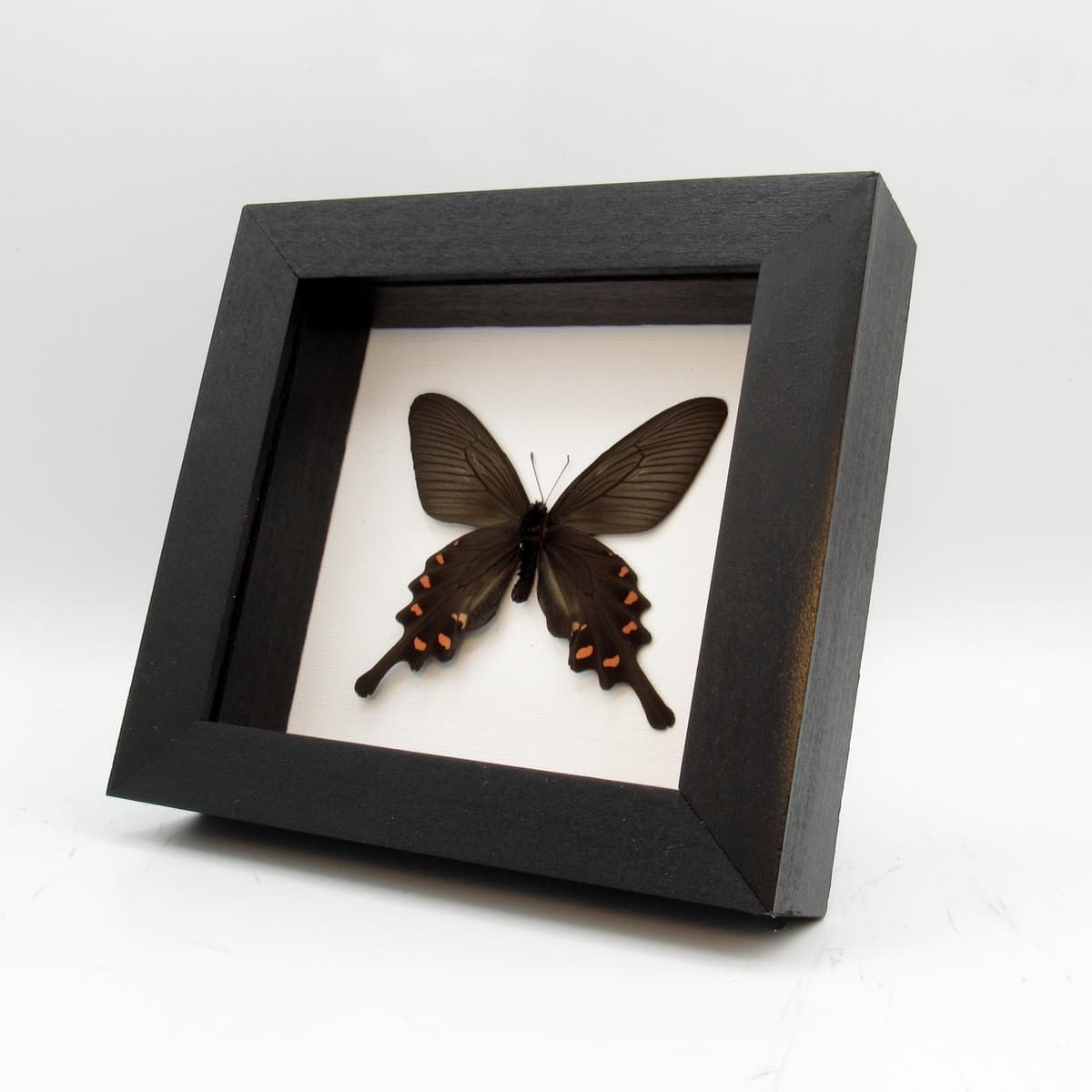 Real Chinese Windmill butterfly framed taxidermy - Byasa alcinous