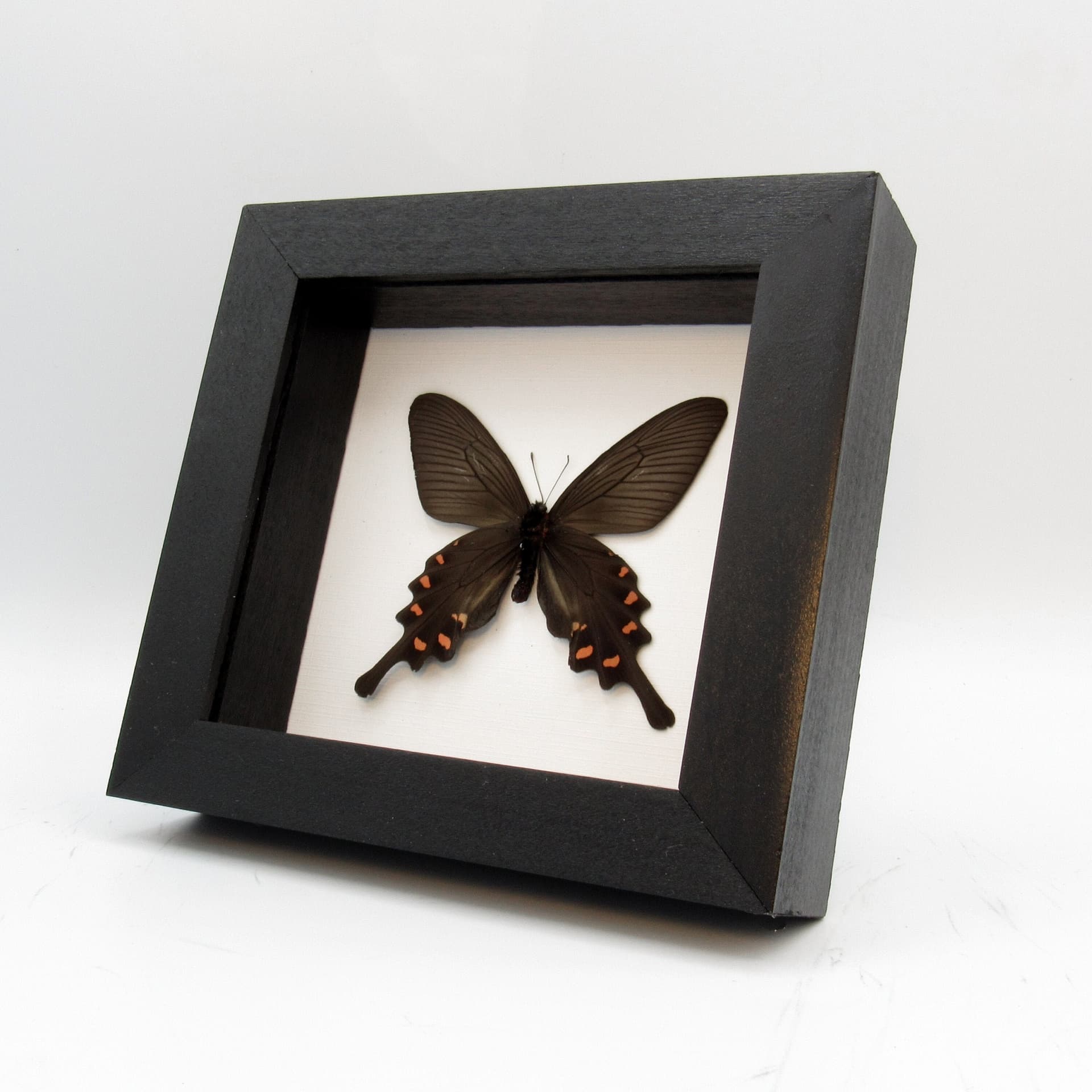 Real Chinese Windmill butterfly framed taxidermy - Byasa alcinous