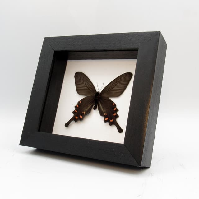 Real Chinese Windmill butterfly framed taxidermy - Byasa alcinous