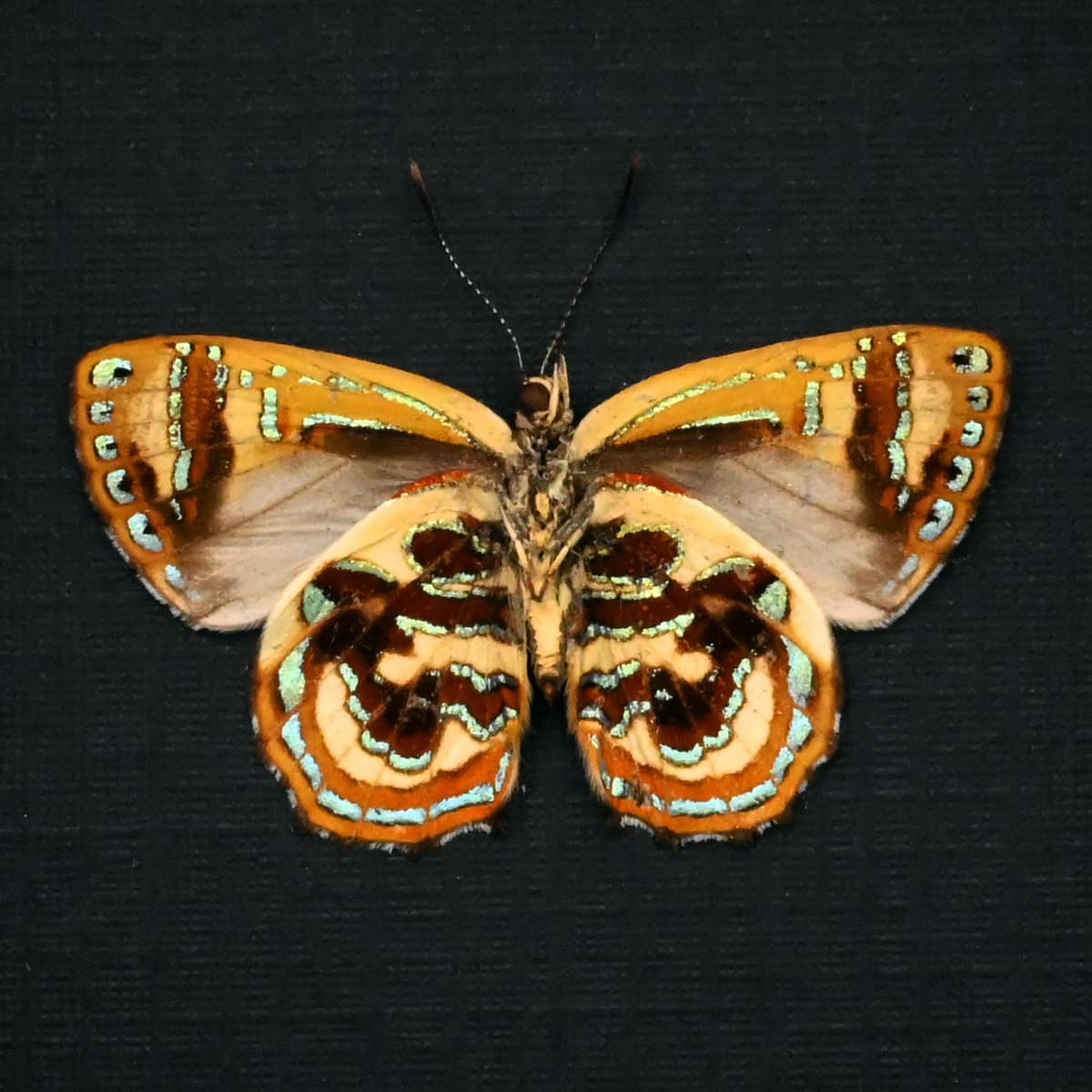 Real metallic Narcissus Jewel butterfly framed taxidermy - Hypochrysops narcissus - Victorian mount