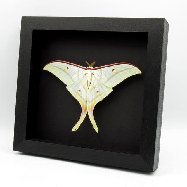 Real Giant Indian moon moth framed taxidermy - Actias selene  - Victorian mount