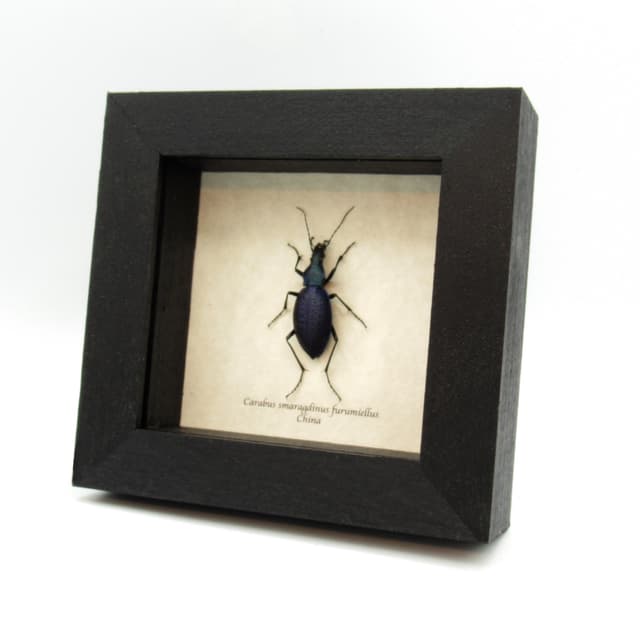 Real purple Ground beetle framed taxidermy - Carabus smaragdinus furumiellus