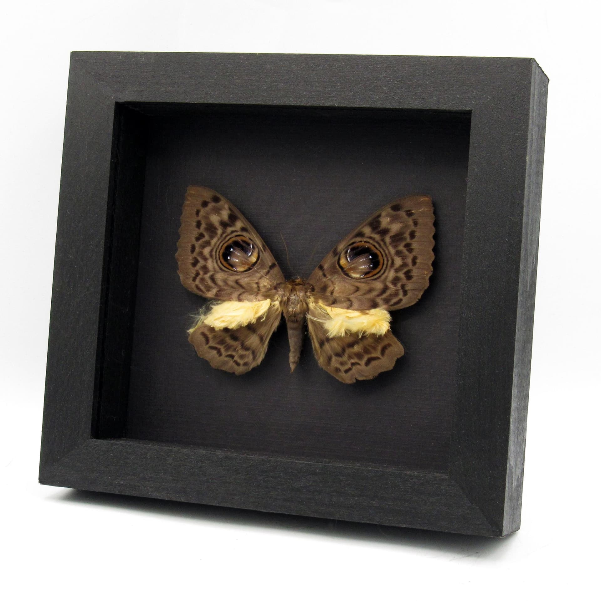 Very strange real furry moth framed taxidermy - Erebus macrops - big eyes!