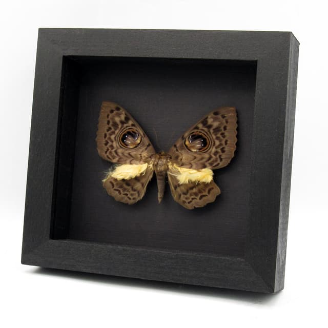 Very strange real furry moth framed taxidermy - Erebus macrops - big eyes!