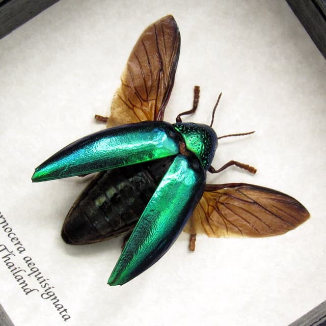 Real metallic green beetle framed taxidermy - Sternocera aequisignata