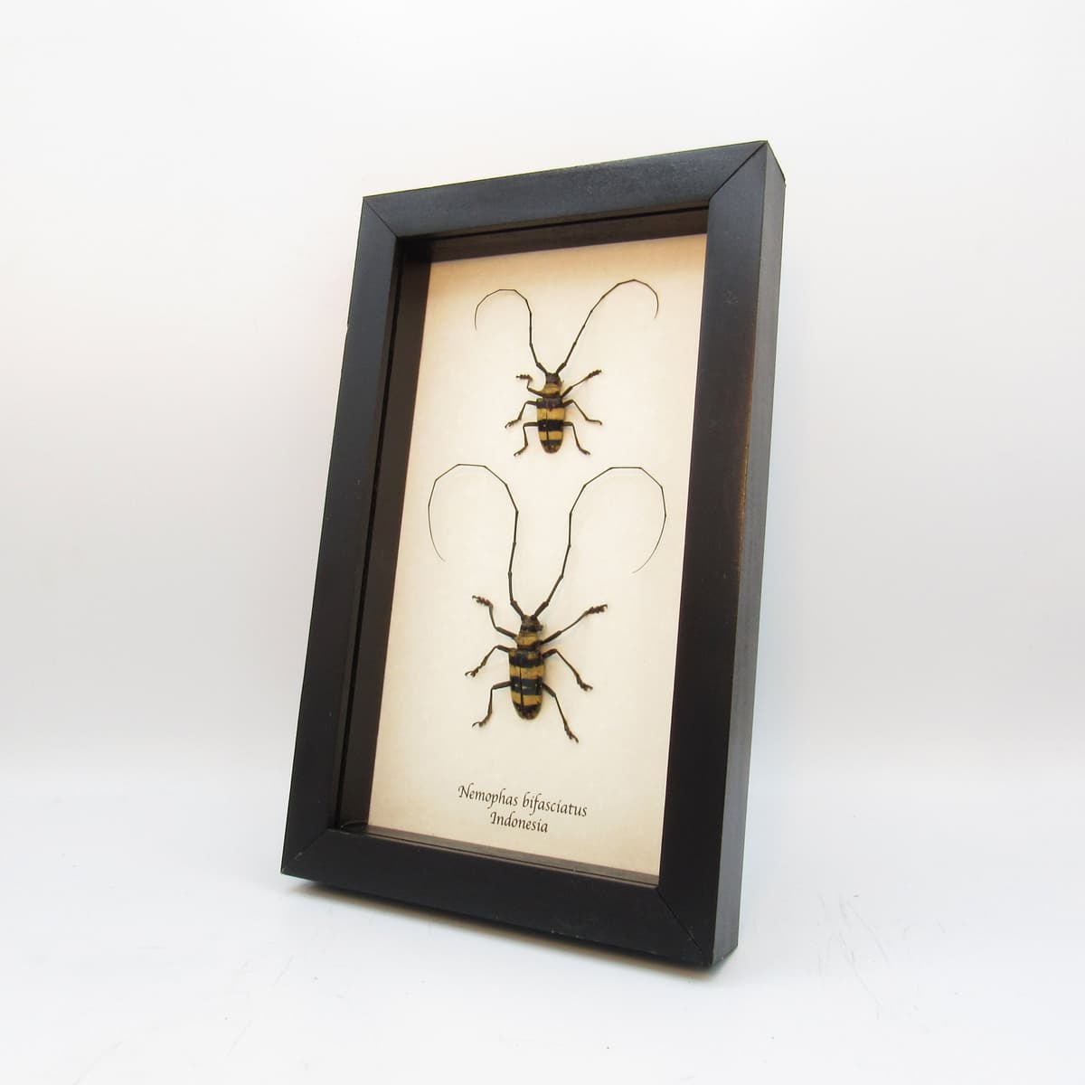 Real longhorn beetles framed taxidermy - Nemophas bifasciatus (M+F pair)