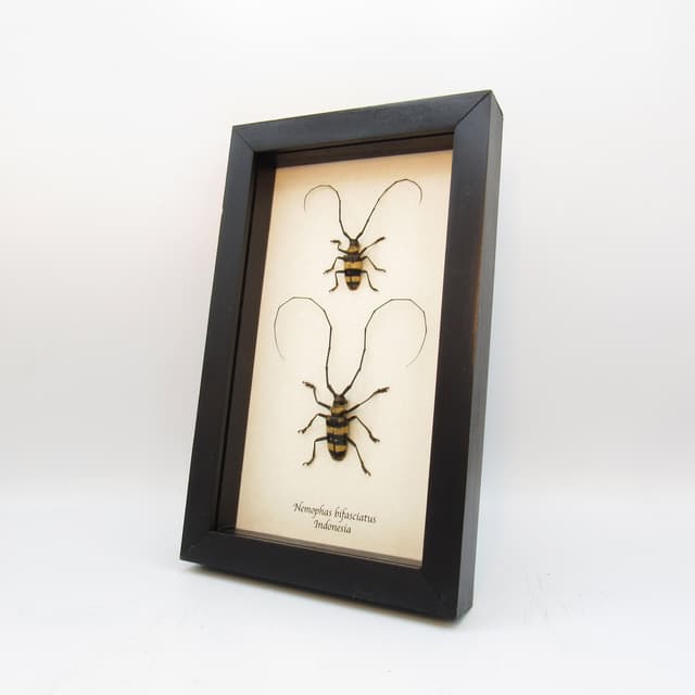 Real longhorn beetles framed taxidermy - Nemophas bifasciatus (M+F pair)
