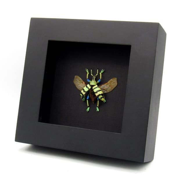 Real Weevil beetle framed taxidermy - Eupholus shoenherri petiti - wings open