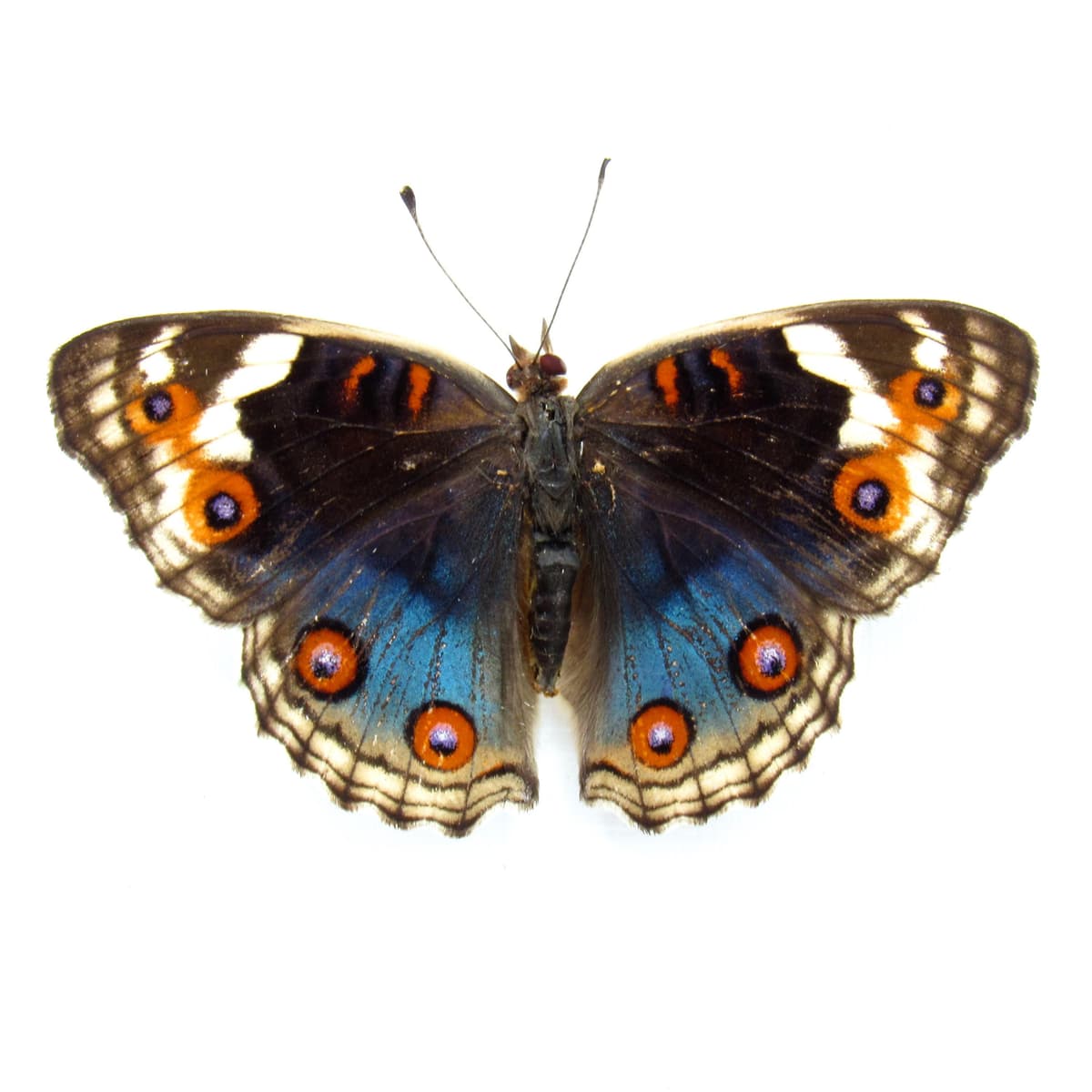 Real Blue Eyed Pansy butterfly framed taxidermy - Junonia orithya - female - Victorian mount