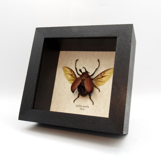Real Long Horned Rhinoceros beetle framed taxidermy - Golofa spatha - 2