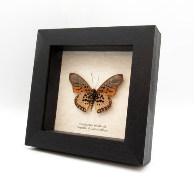 Real pink butterfly framed taxidermy - Pseudacraea boisduvali