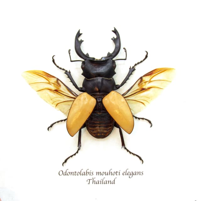 Real Stag Beetle framed taxidermy - Odontolabis mouhoti elegans