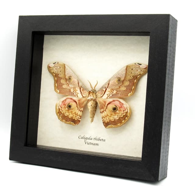 Real Saturn moth framed taxidermy - Caligula thibeta